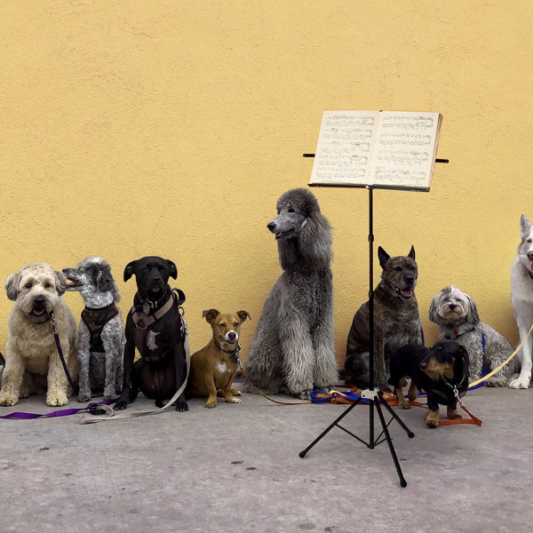 Concert for Dogs | Regional News